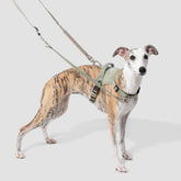 No-Pull Dog Harness & Shock-Absorbing Leash Set, gallery 2